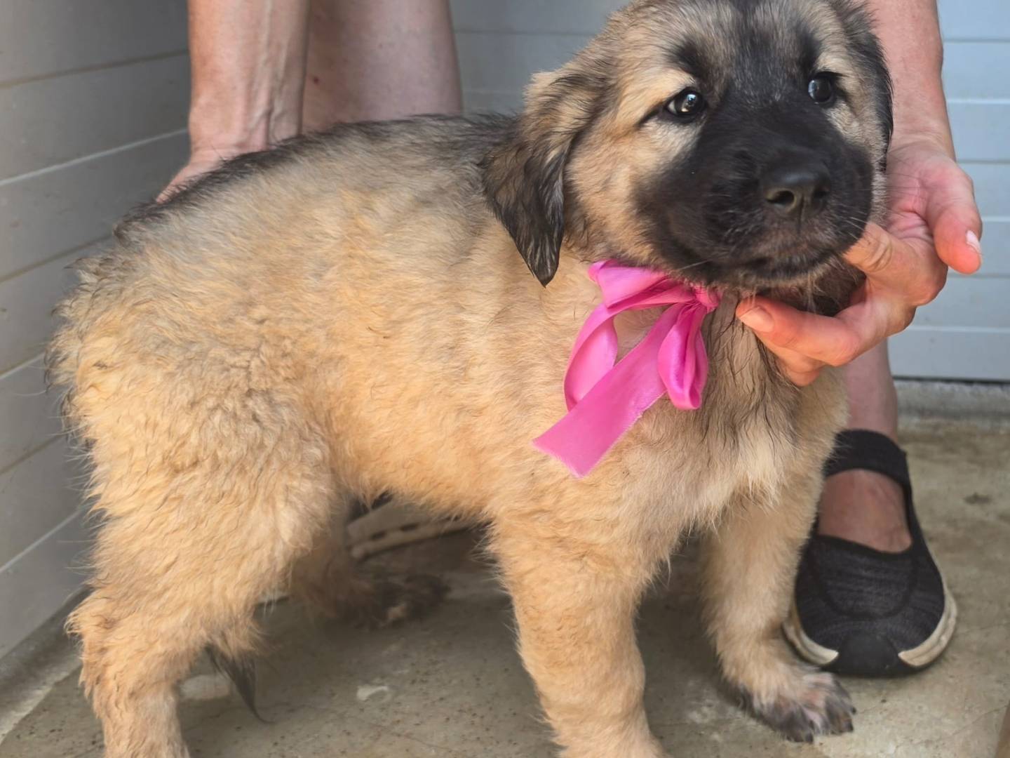 Adotta un cane, femmina, 2 mesi, Taranto
