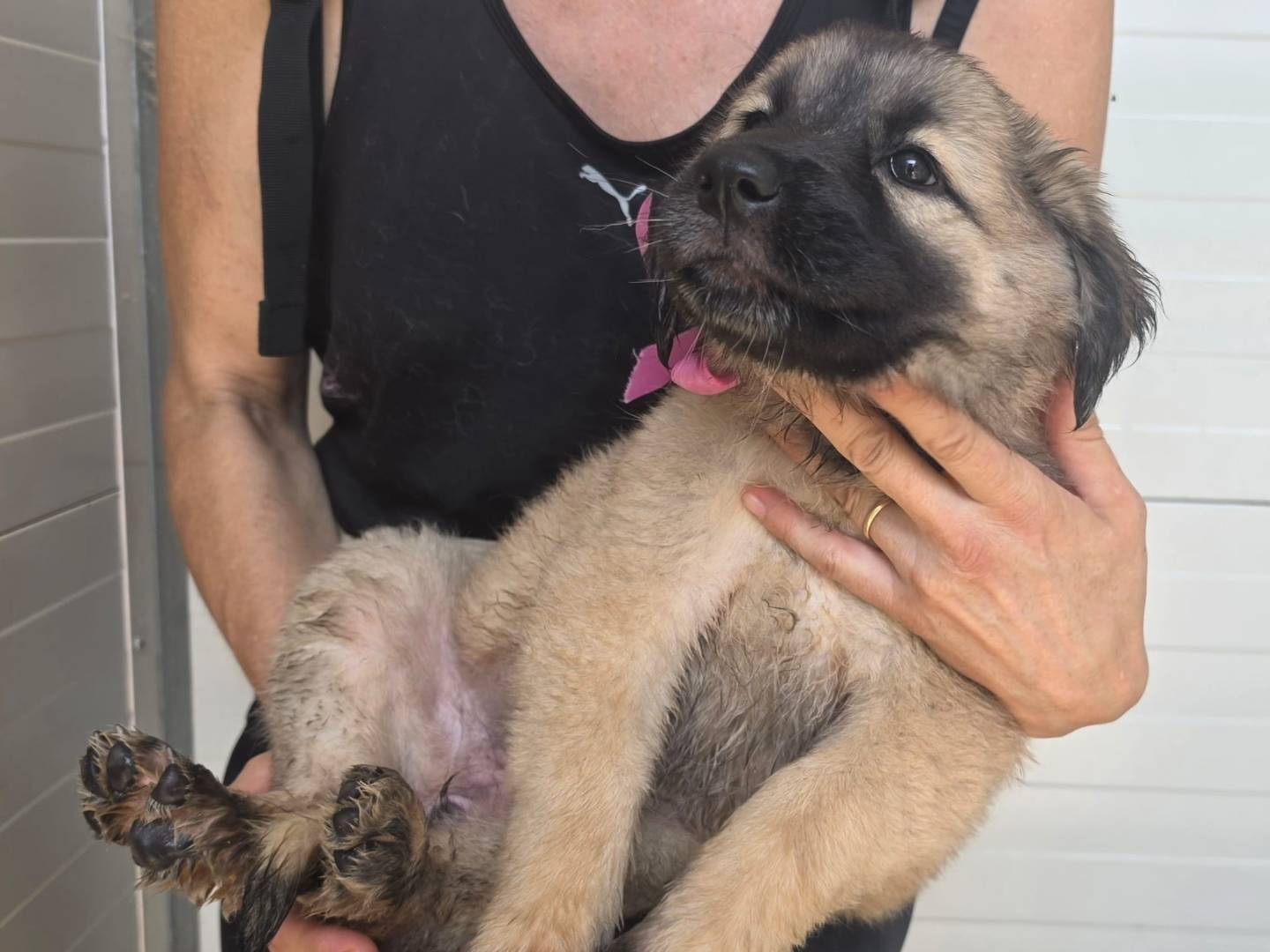 Adotta il cane SALOME a Taranto