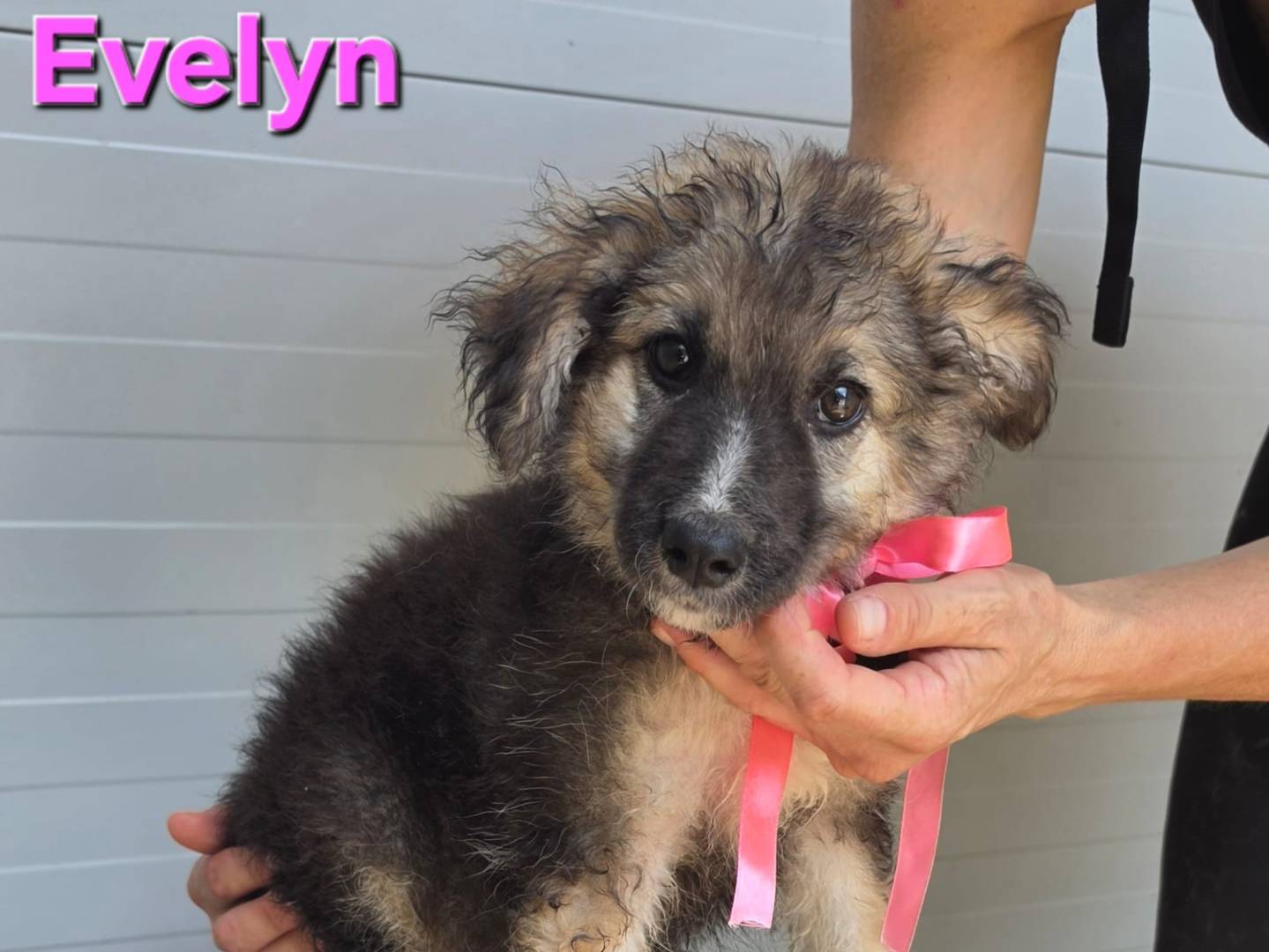 Adozione cane, femmina, Razza sconosciuta Razza sconosciuta, 2 mesi, taglia media, Taranto