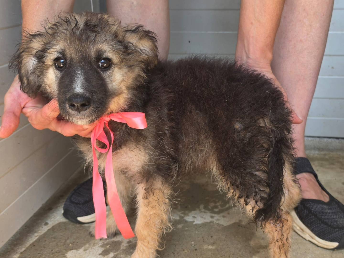 Adotta un cane, femmina, 2 mesi, Taranto