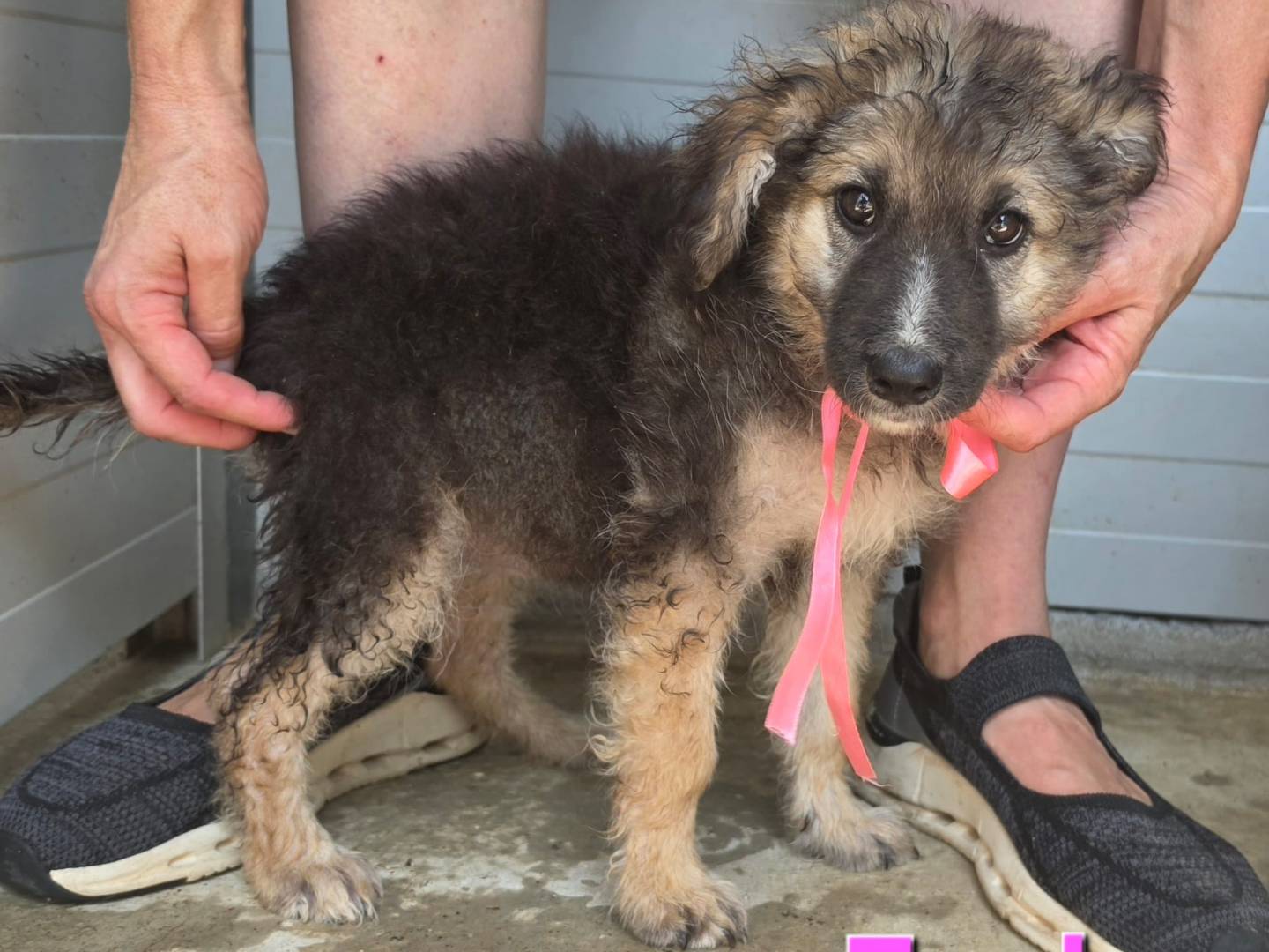 Adotta un cane, taglia media, femmina, Taranto