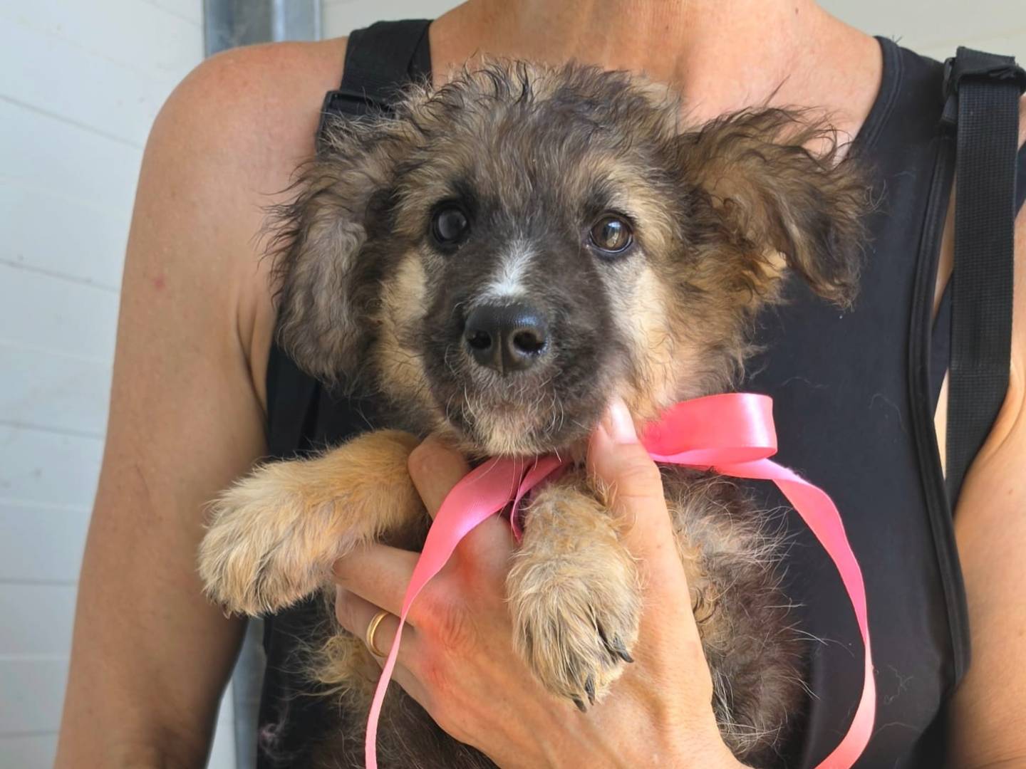 Vuoi adottare un cane a Taranto?