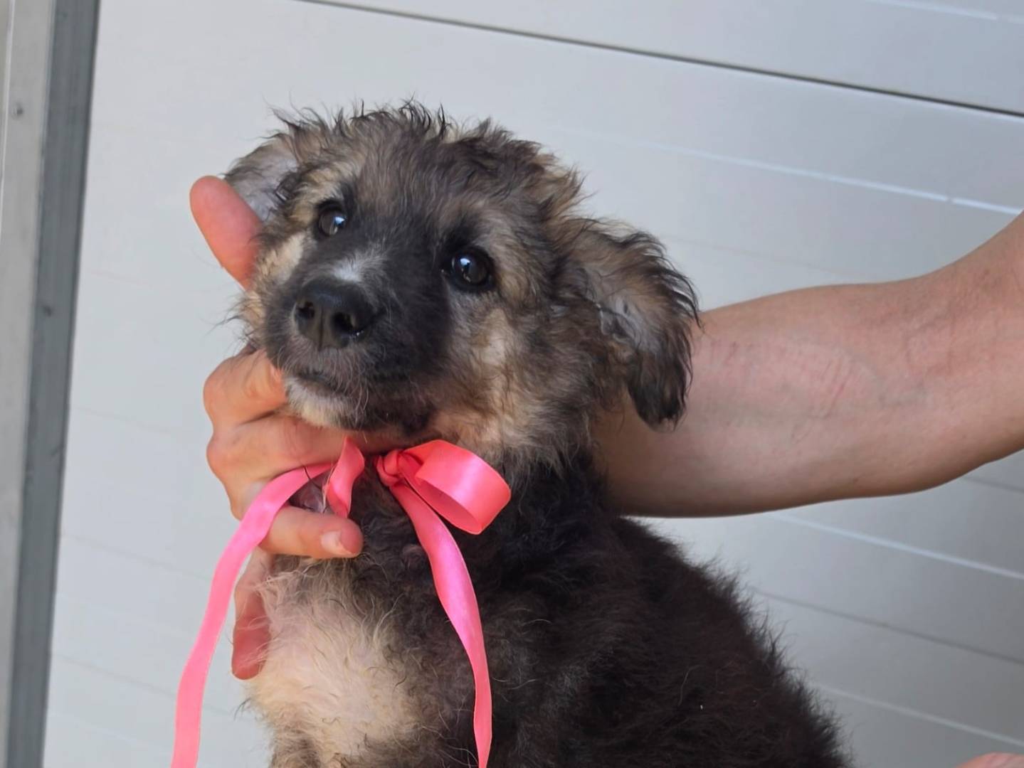 Adotta il cane Evelyn a Taranto