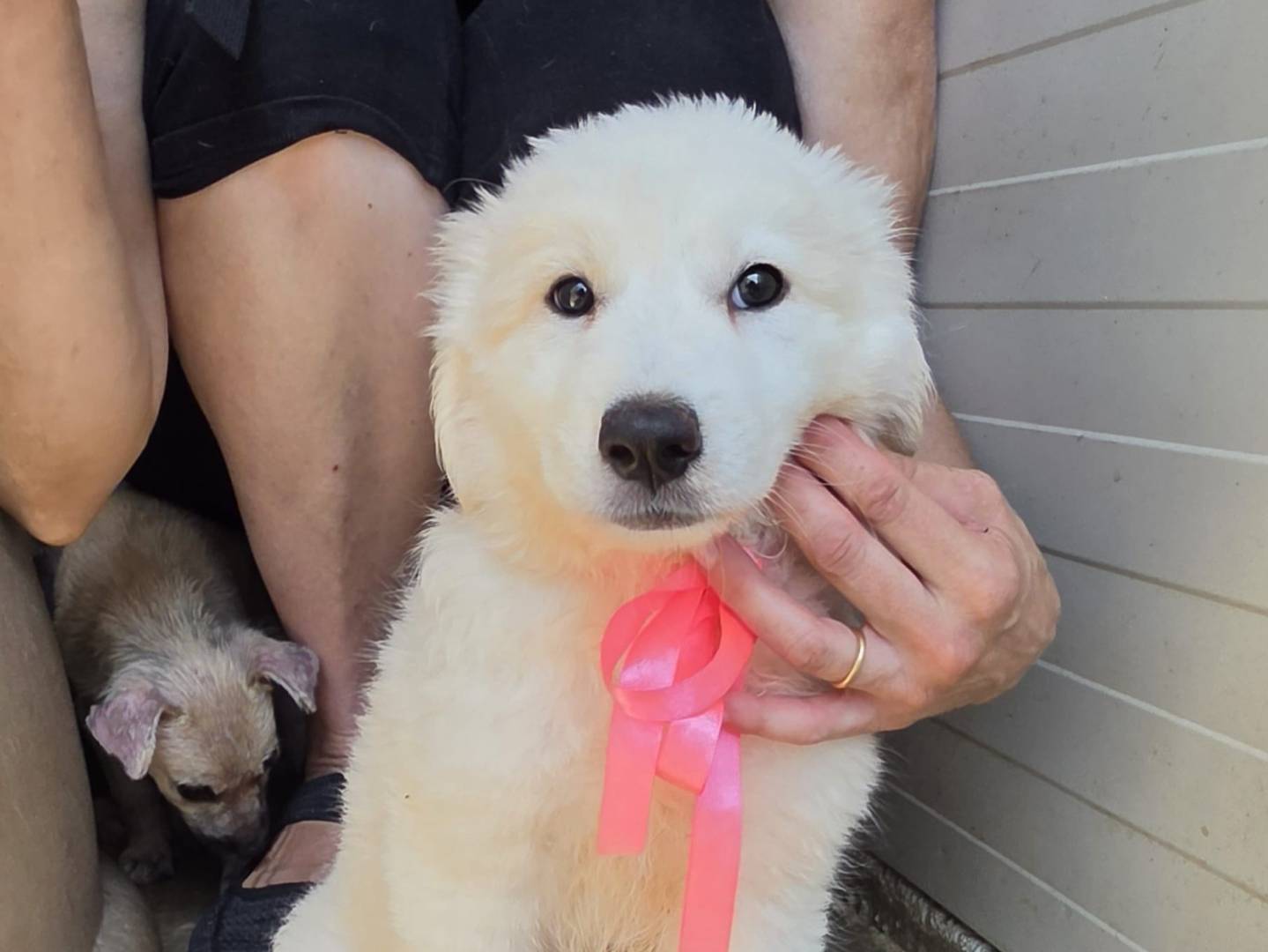Adotta il cane Yuki a Taranto