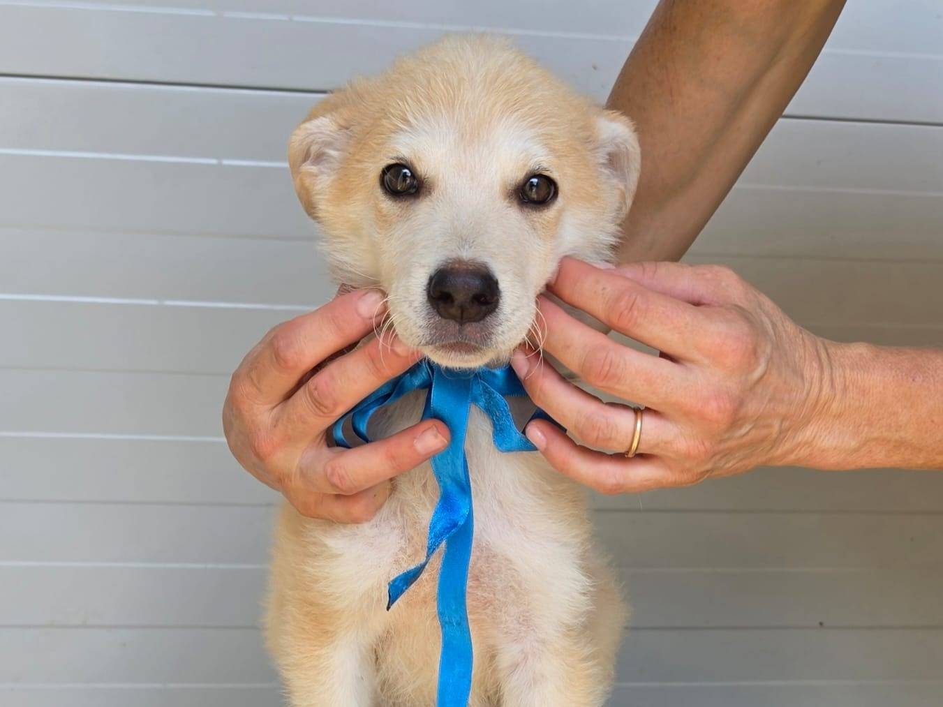 Adozione cane, maschio, Siberian Husky Razza sconosciuta, 2 mesi, taglia media, Taranto