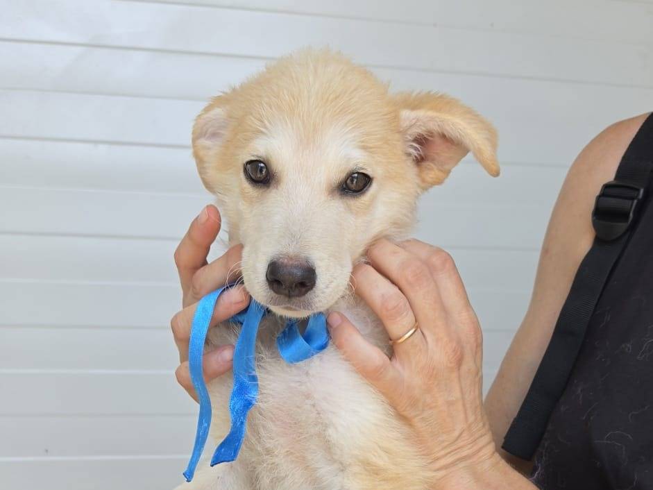 Adotta un cane, maschio, 2 mesi, Taranto