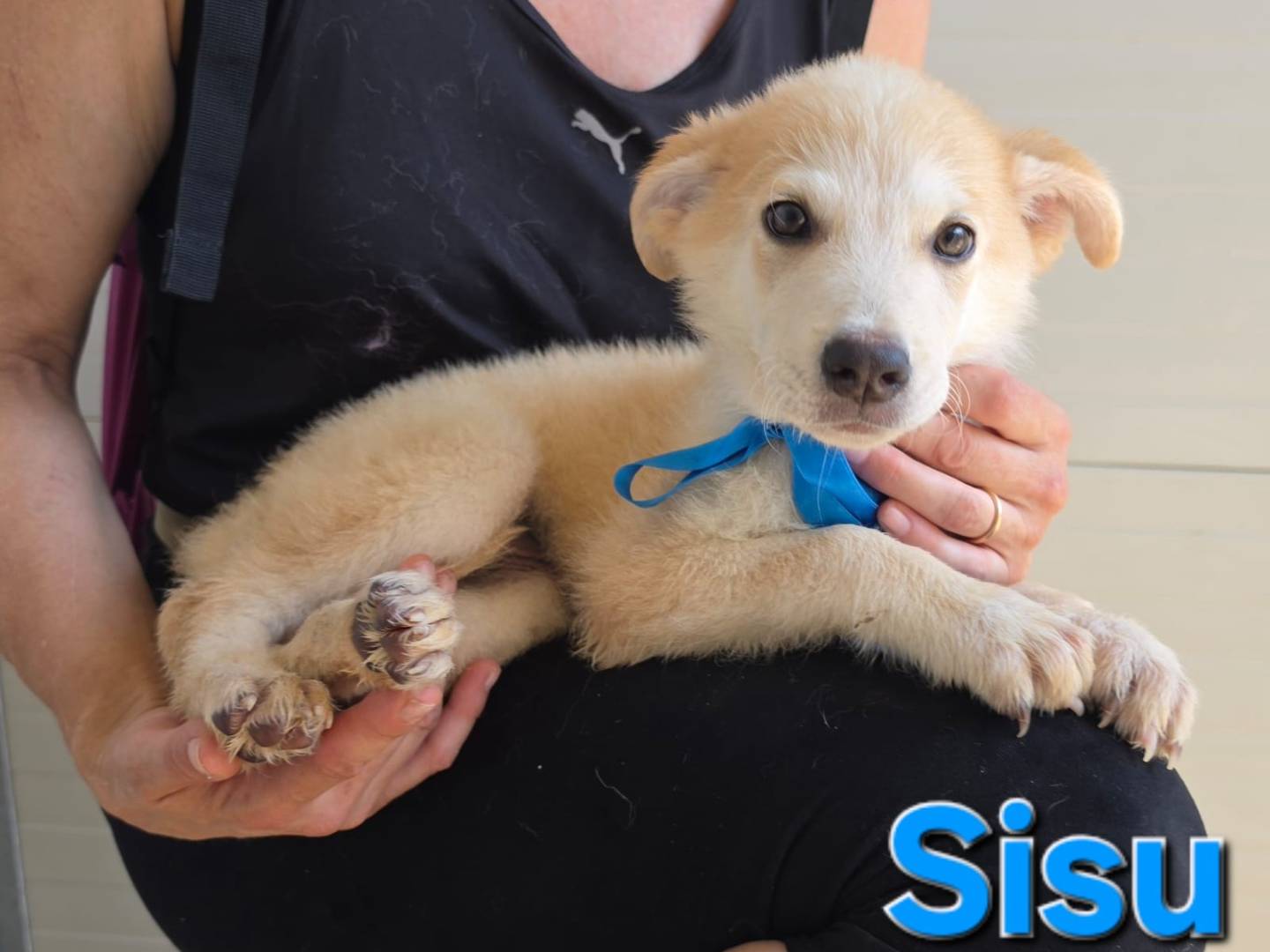 Adotta un cane, taglia media, maschio, Taranto