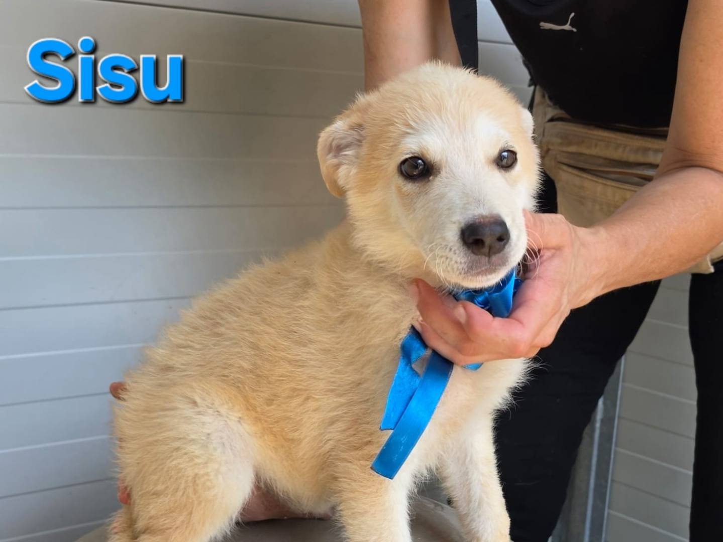 Vuoi adottare un cane a Taranto?