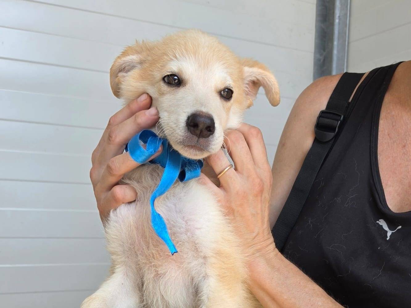 Adotta il cane Sisu a Taranto