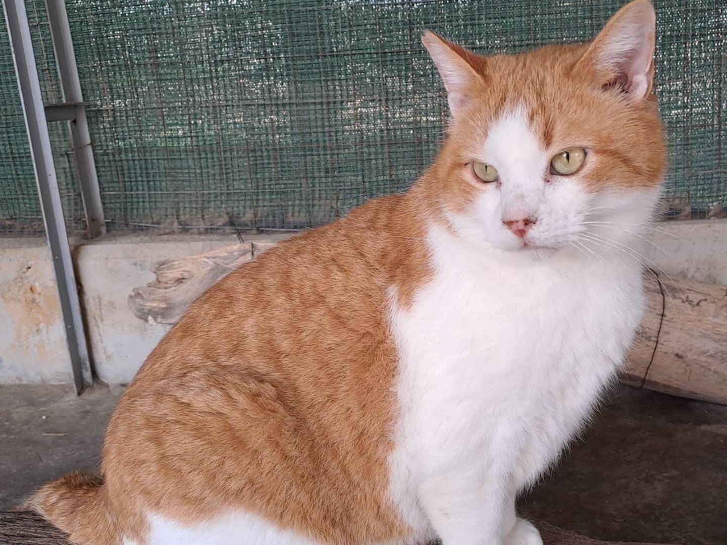 Adotta il gatto Kiwi a La