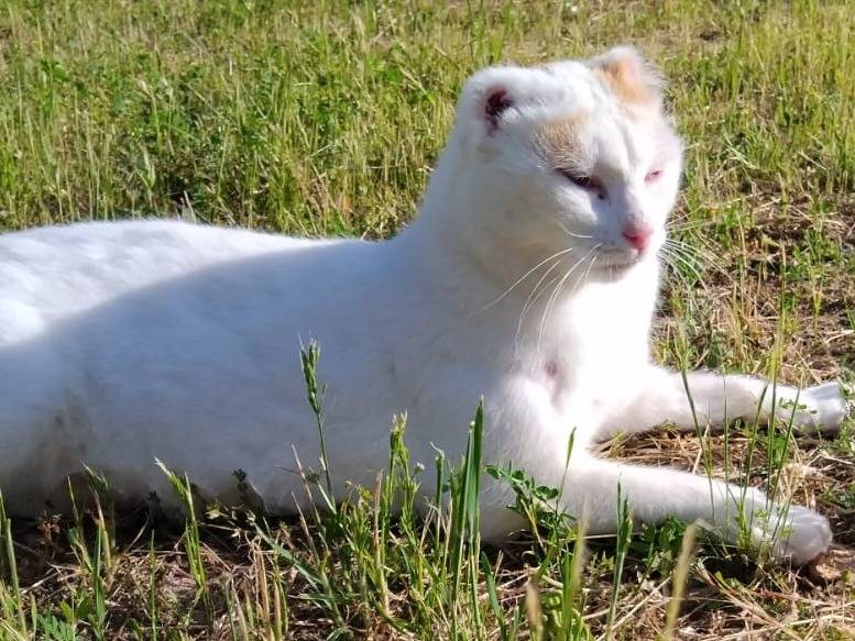 Adotta un gatto, maschio, 2 anni e 2 mesi, Torino