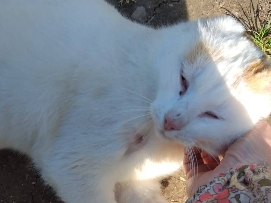 Vuoi adottare un gatto a Torino?