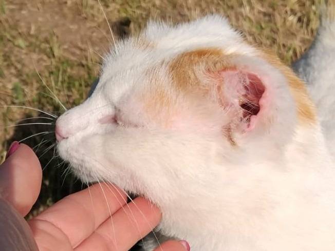 Adotta il gatto UBER a Torino