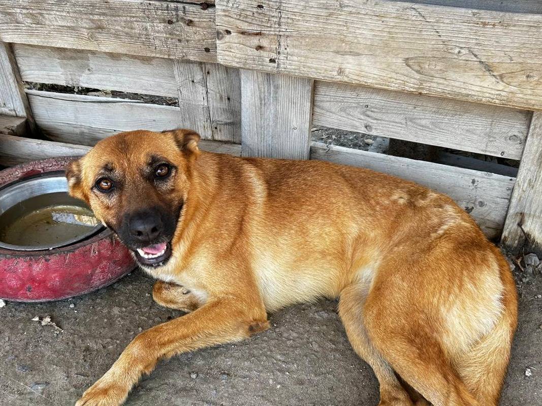 Vuoi adottare un cane a Trapani?