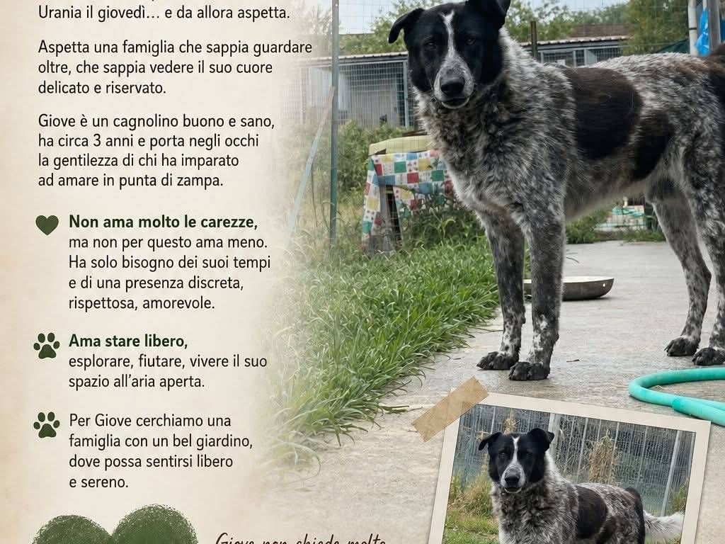 Foto 1 dell'animale