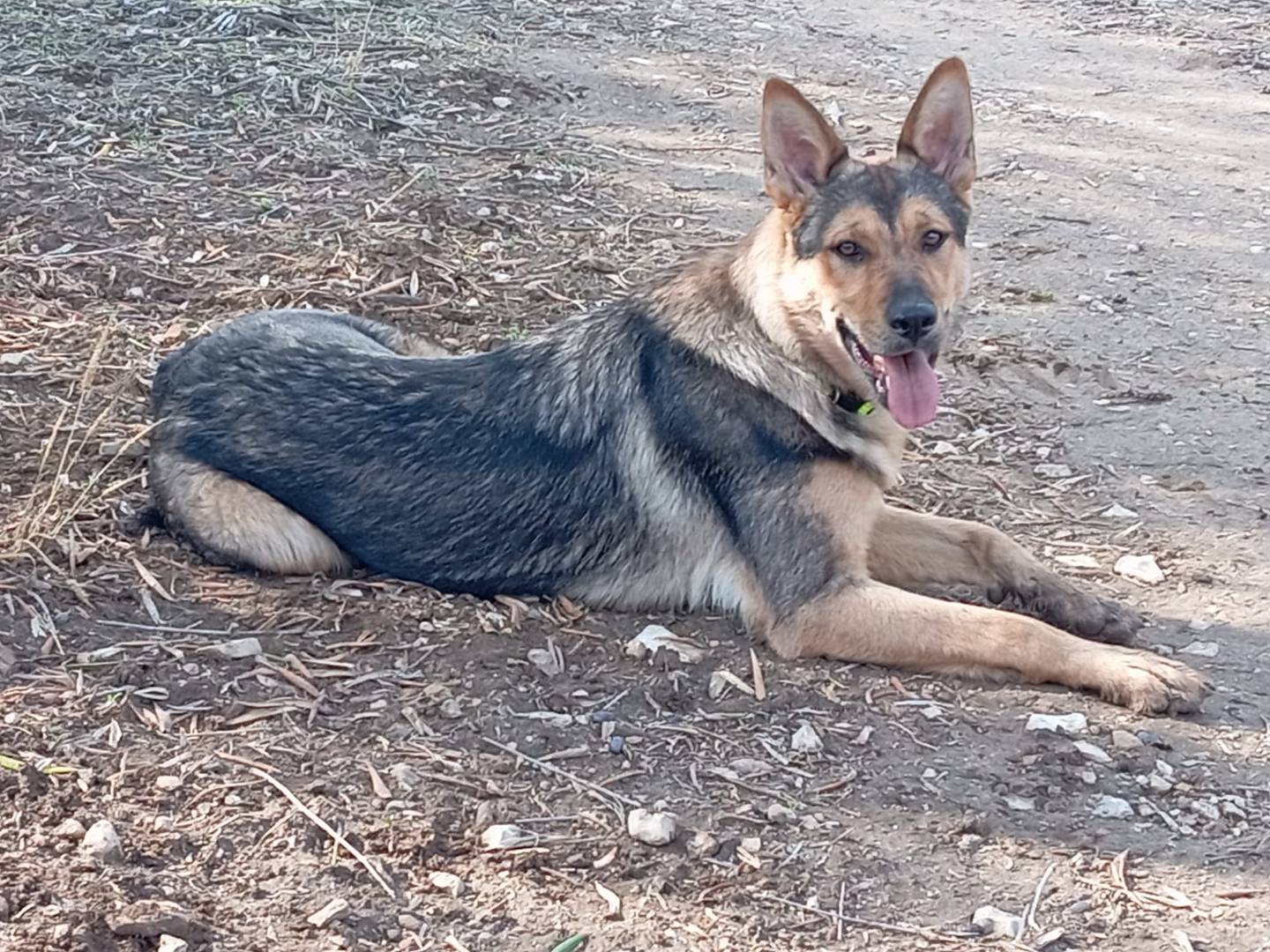 Adotta un cane, taglia media, femmina, Milano