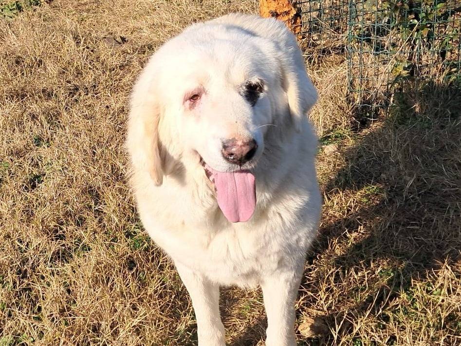 Adotta un cane, femmina, 3 anni e 7 mesi, Mantova