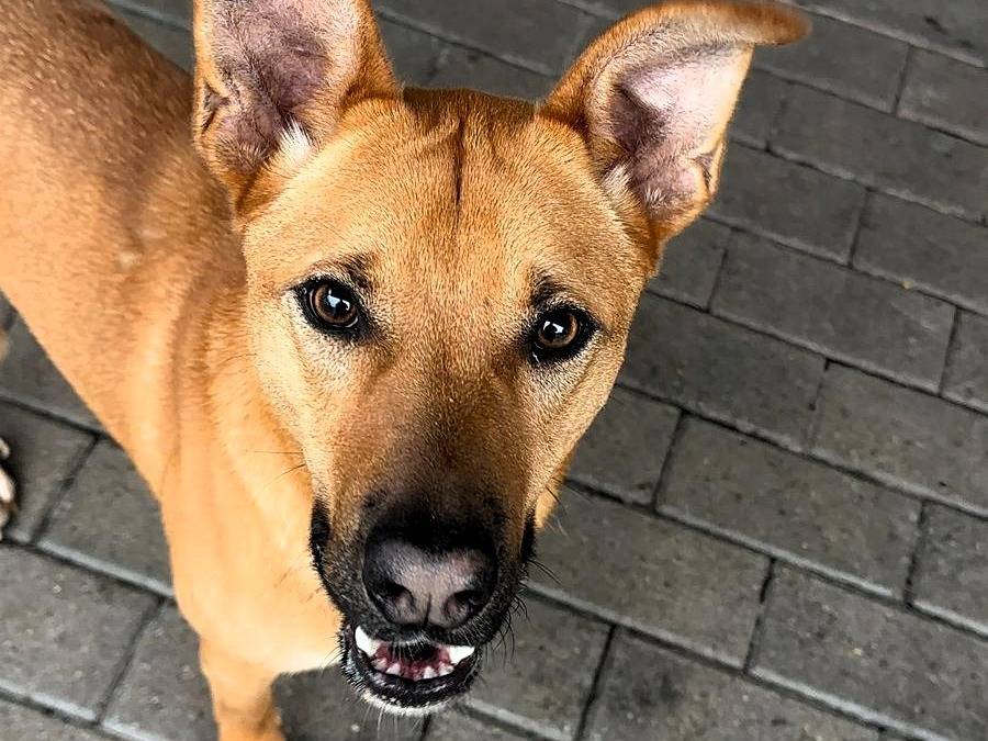 Vuoi adottare un cane a Milano?
