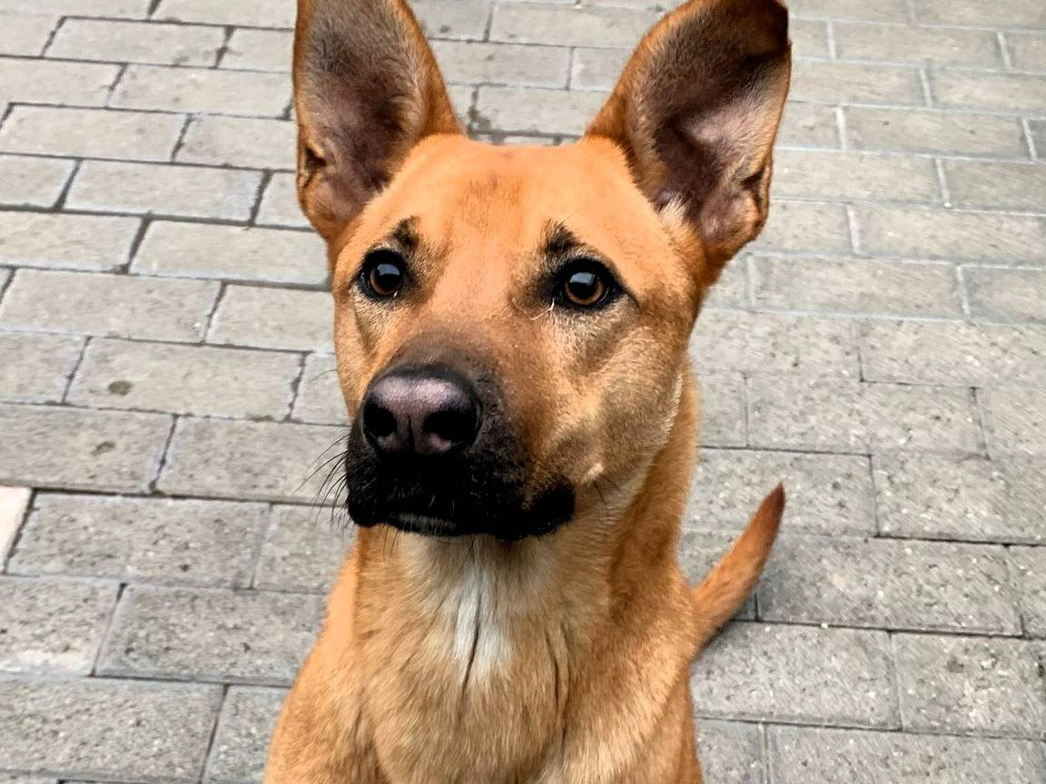 Adotta il cane SIMBA a Milano