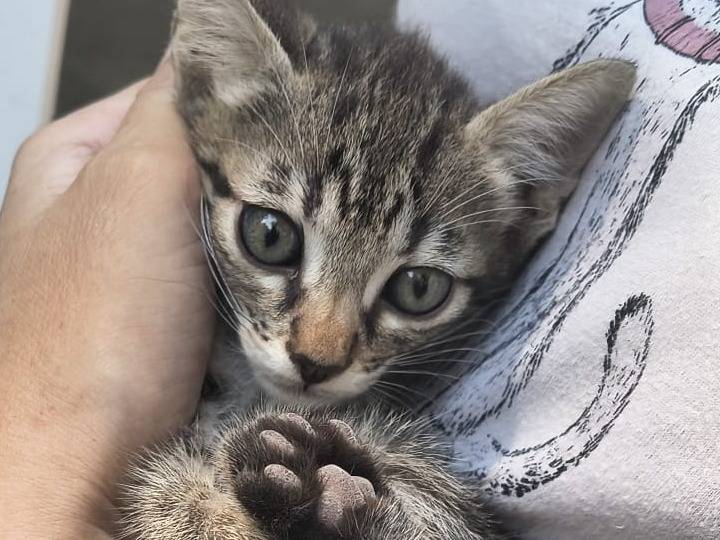 Adozione gatto, maschio, Razza sconosciuta Razza sconosciuta, 2 mesi, taglia non valida, Palermo