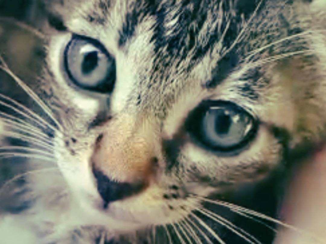 Adotta un gatto, maschio, 2 mesi, Palermo