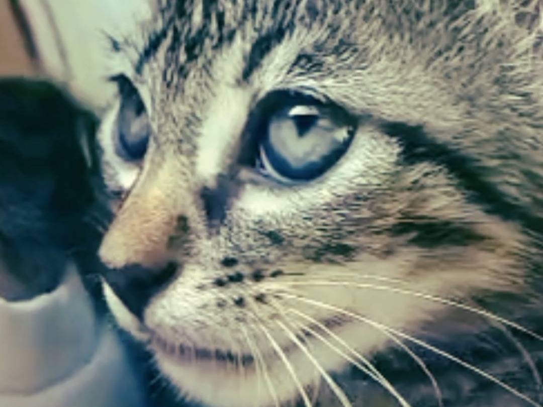 Adotta un gatto, taglia non valida, maschio, Palermo