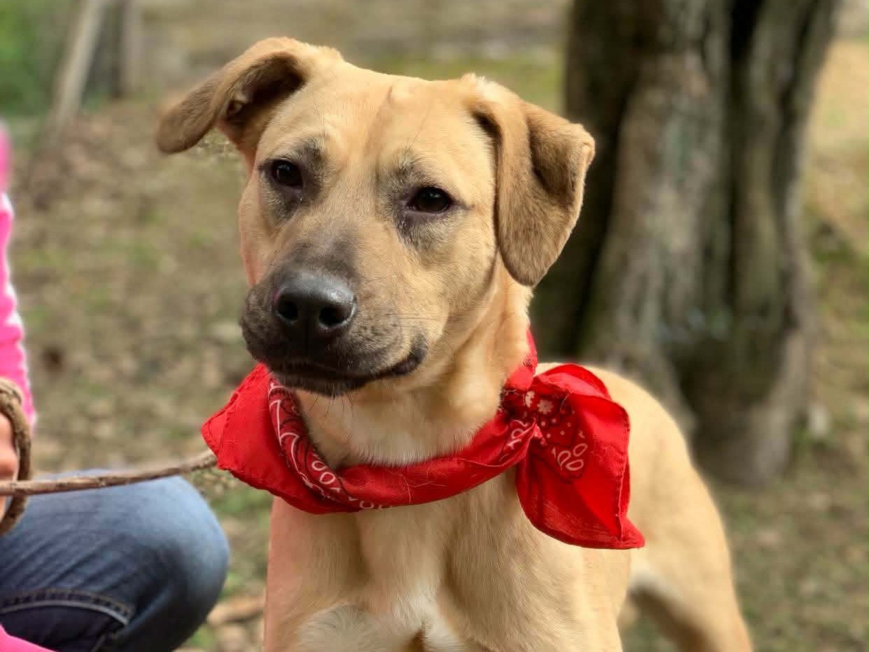 Adozione cane, maschio, Razza sconosciuta Razza sconosciuta, 1 anno e 11 mesi, taglia media, Latina