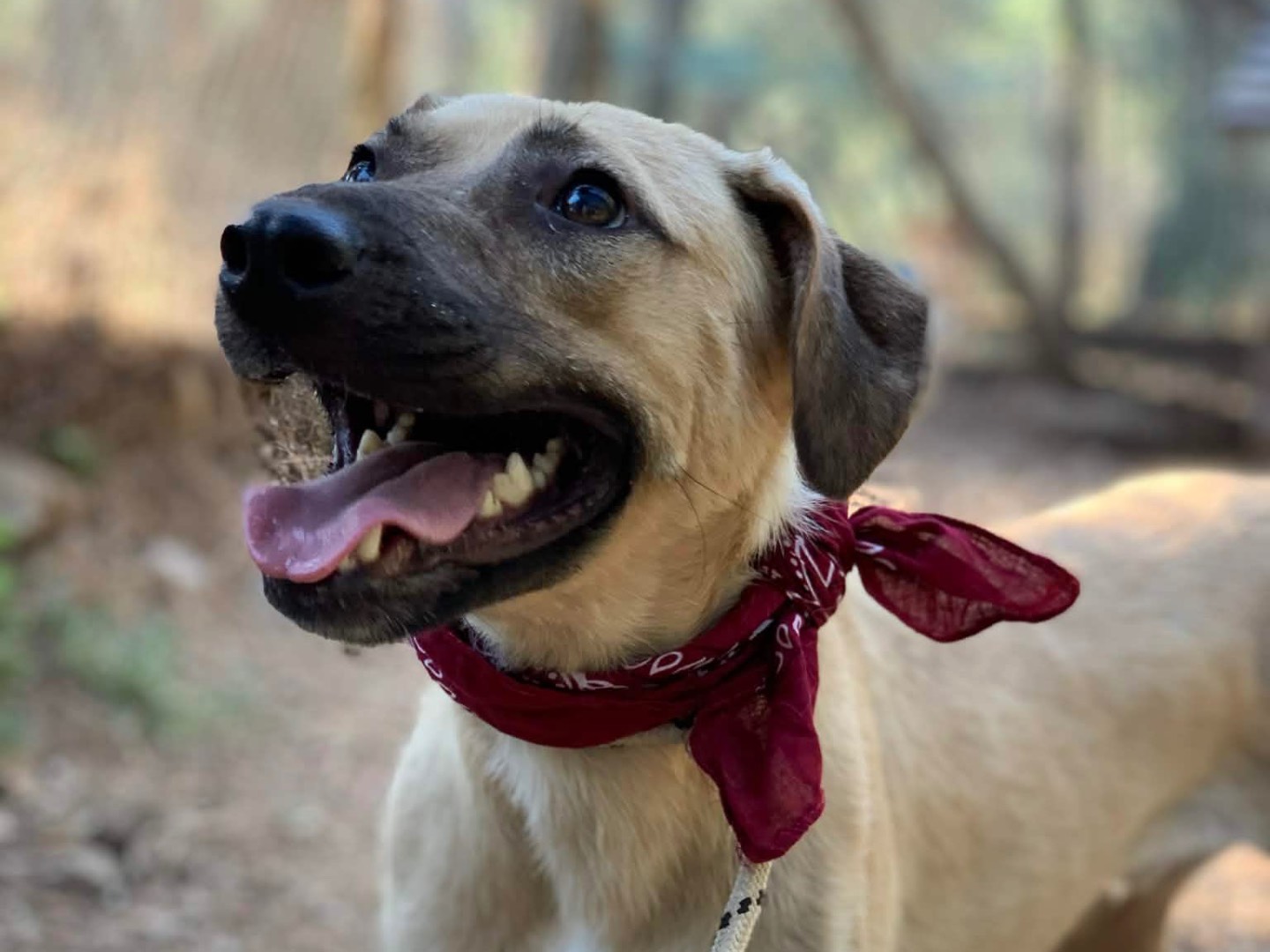 Adotta un cane, maschio, 1 anno e 11 mesi, Latina