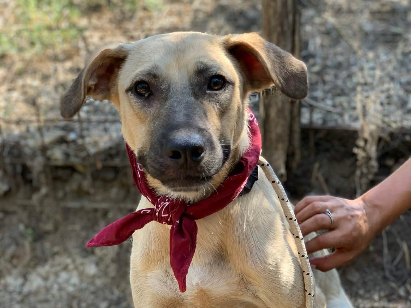 Adotta un cane, taglia media, maschio, Latina