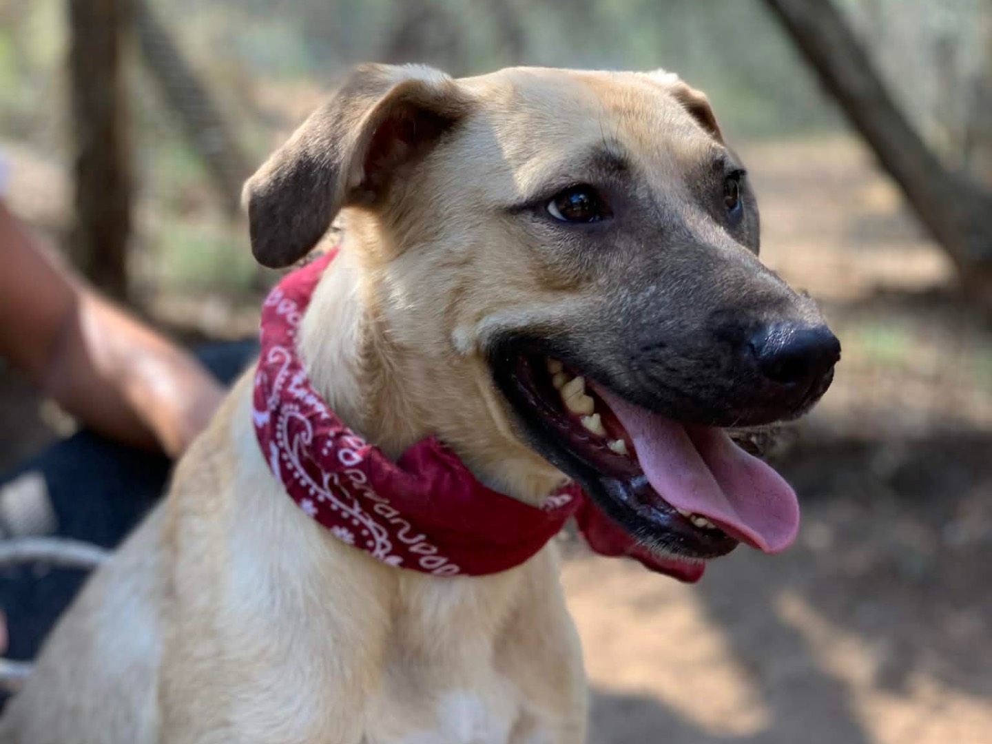 Vuoi adottare un cane a Latina?