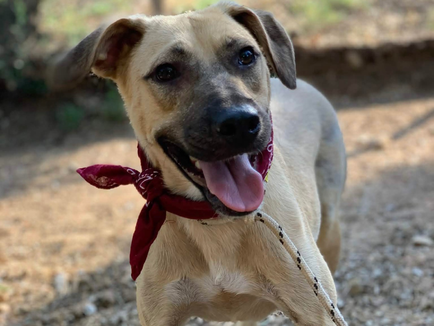 Adotta il cane Alvin  a Latina