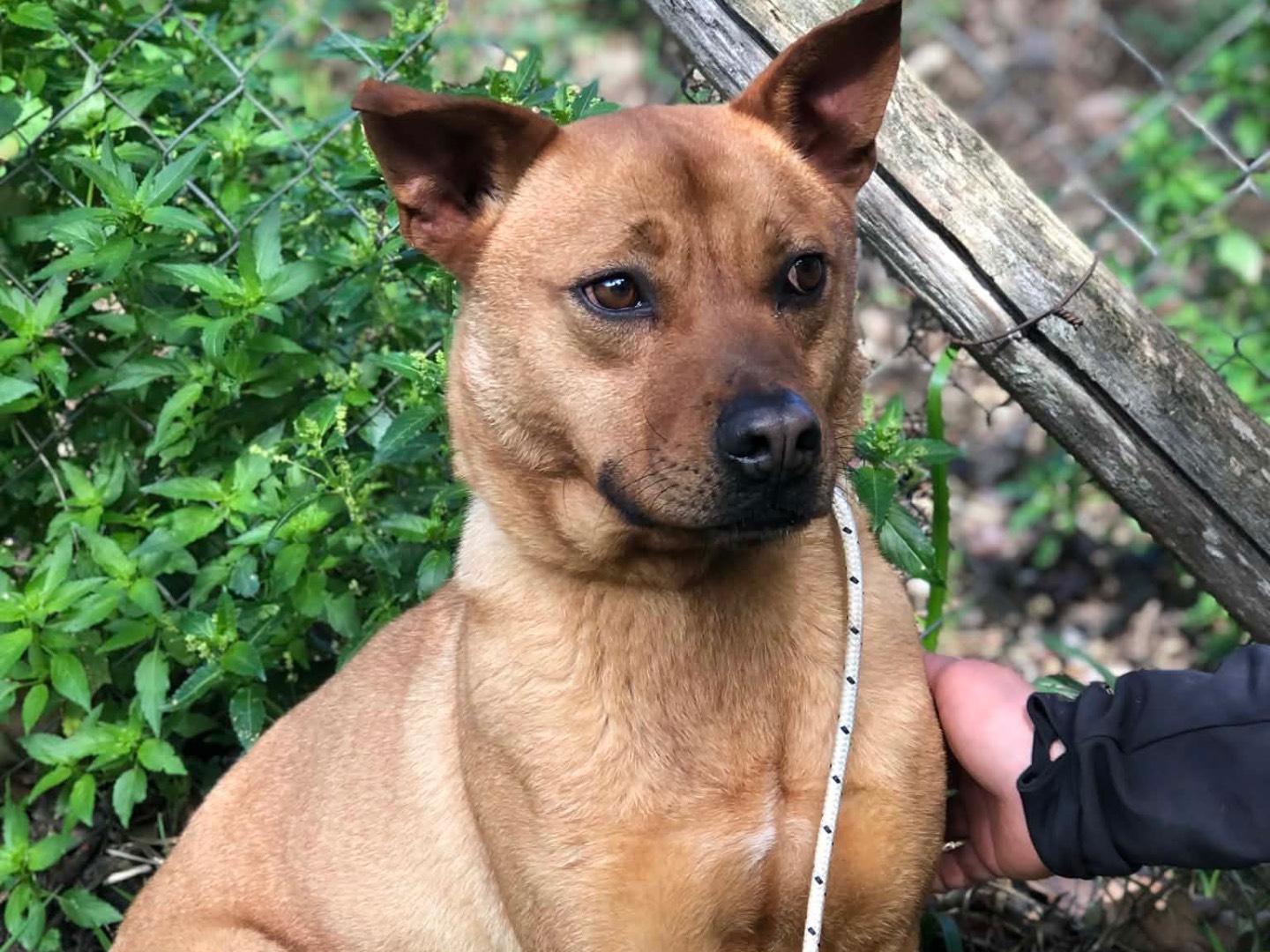 Adotta un cane, maschio, 3 anni e 2 mesi, Latina