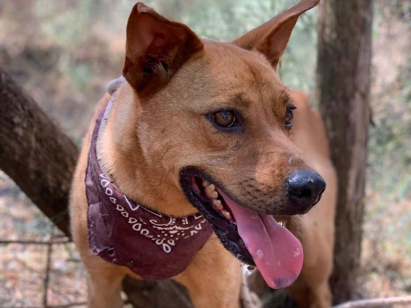 Adotta un cane, taglia media contenuta, maschio, Latina
