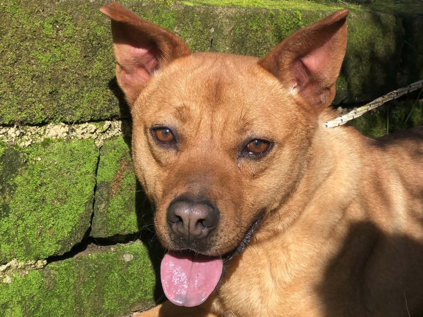 Vuoi adottare un cane a Latina?