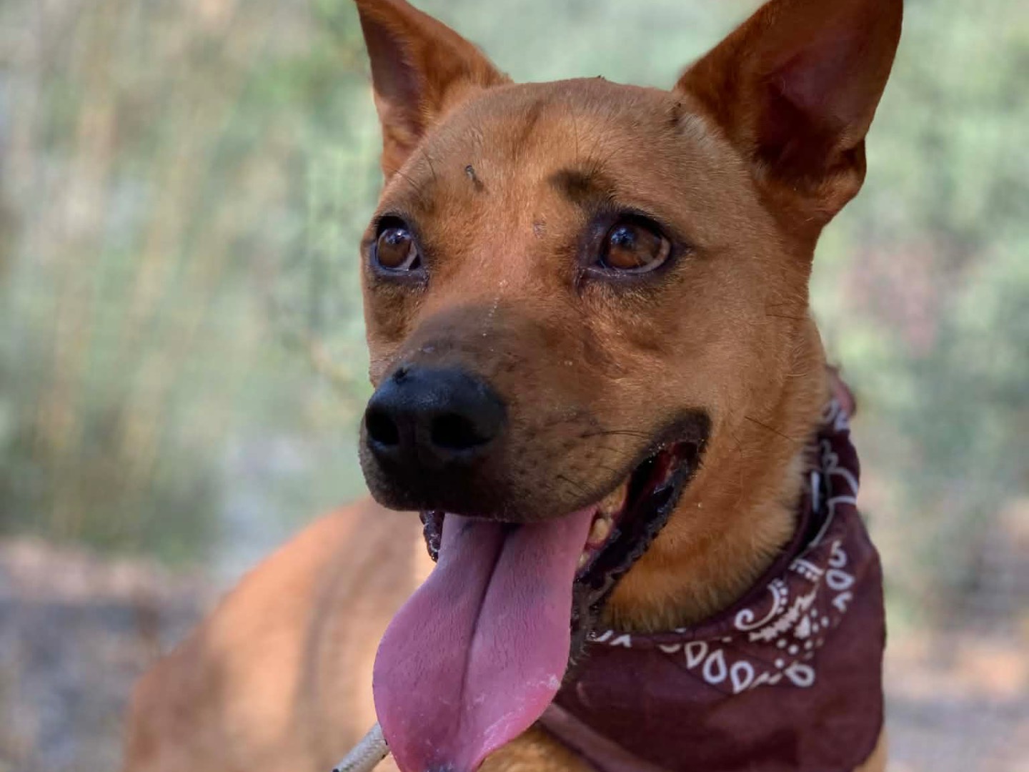 Adotta il cane Mars a Latina