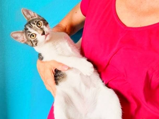 Adotta un gatto, maschio, 5 mesi, Cremona