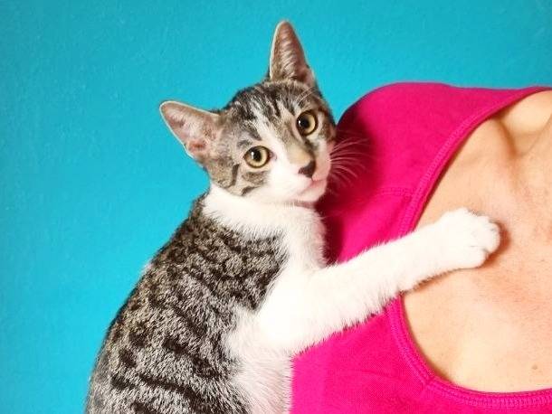 Adotta un gatto, taglia non valida, maschio, Cremona