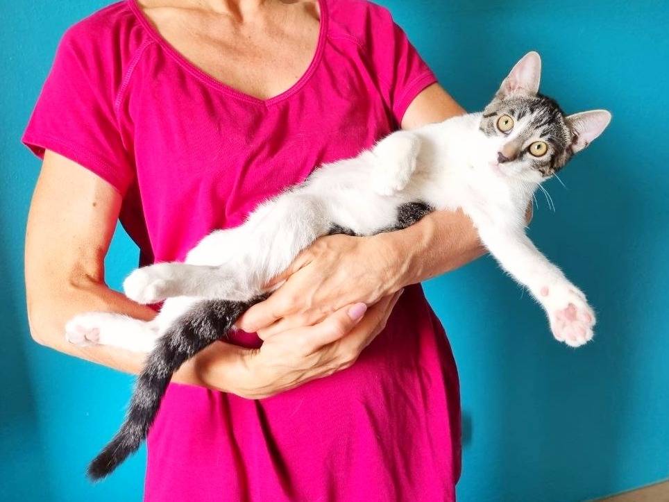 Vuoi adottare un gatto a Cremona?