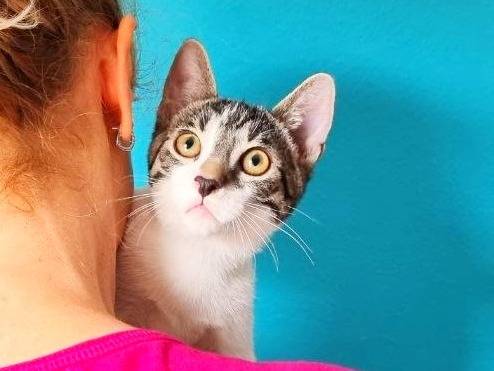 Adotta il gatto PANZEROTTO a Cremona