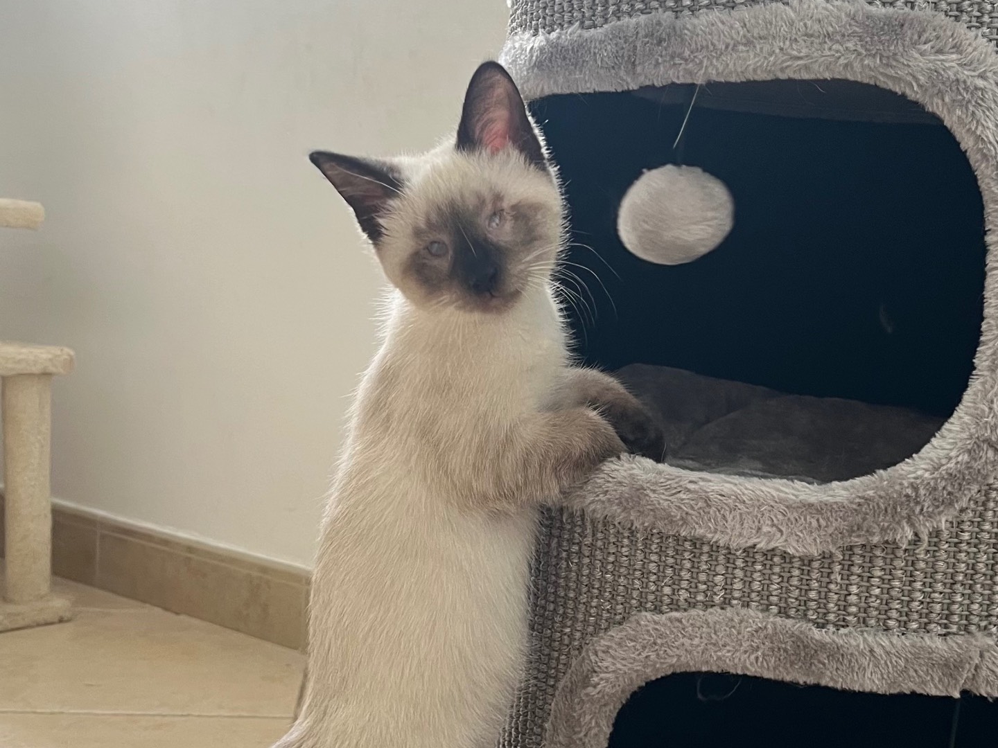 Adotta un gatto, maschio, 3 mesi, Catanzaro