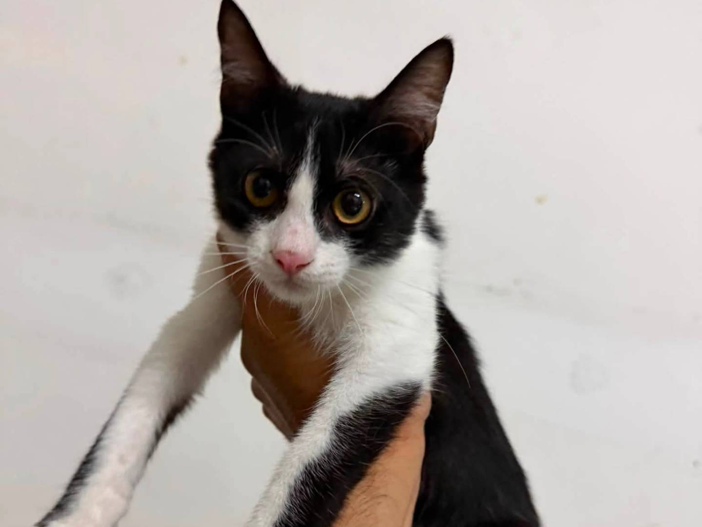 Adotta un gatto, femmina, 5 mesi, Latina