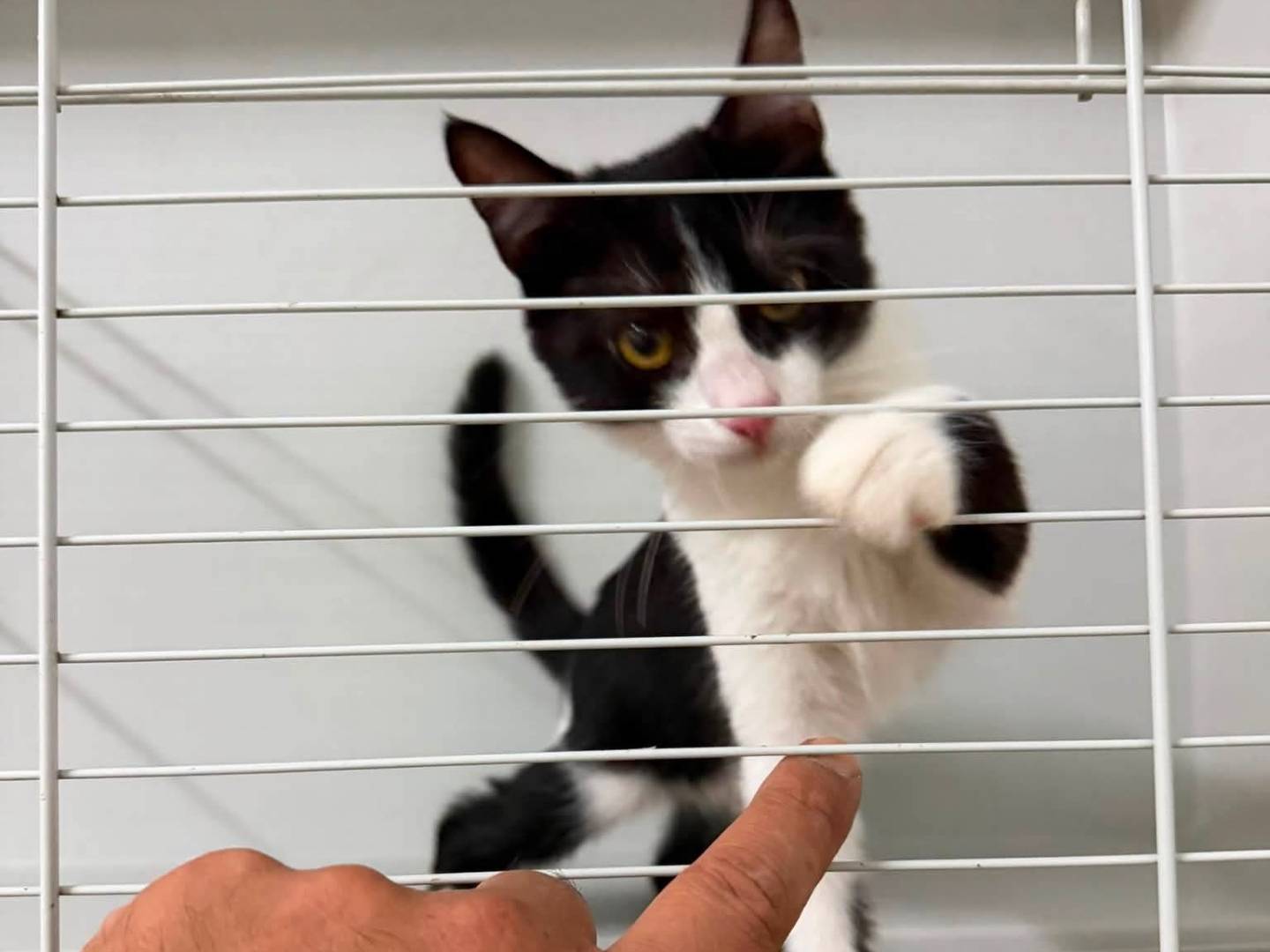 Vuoi adottare un gatto a Latina?