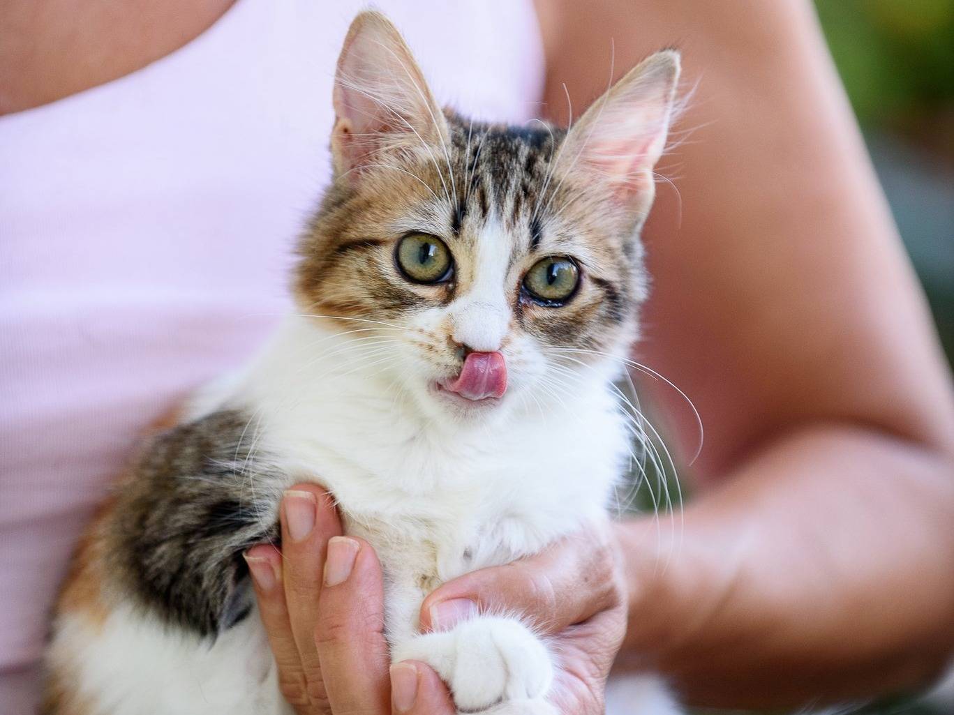 Adotta un gatto, maschio, 3 mesi, Reggio