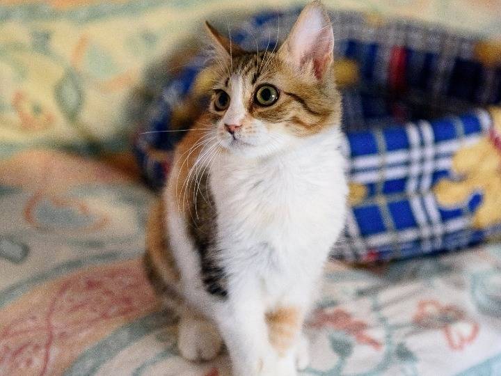 Adotta un gatto, taglia non valida, maschio, Reggio