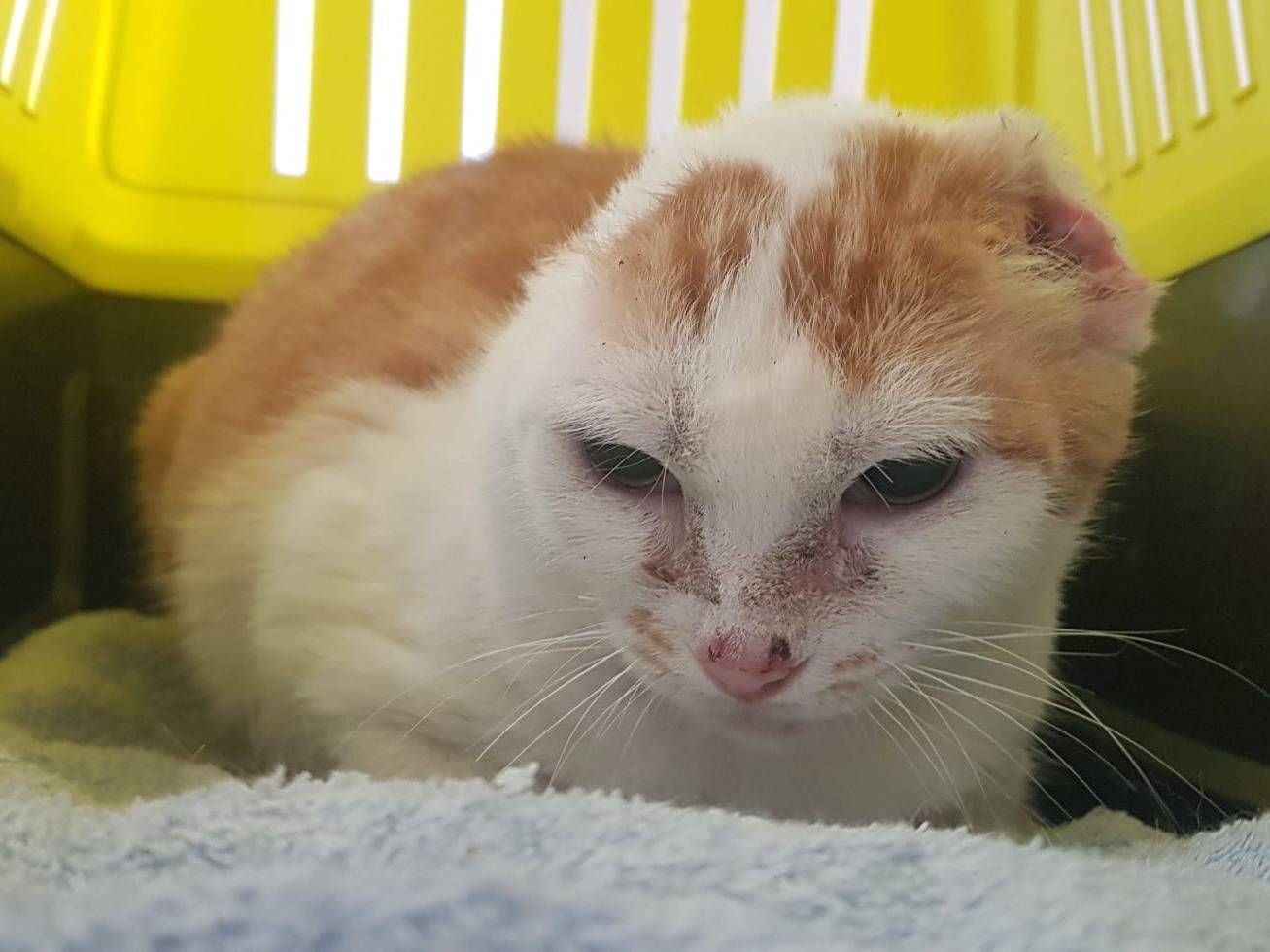 Adozione gatto, femmina, Razza sconosciuta Razza sconosciuta, 4 anni e 7 mesi, taglia non valida, Milano