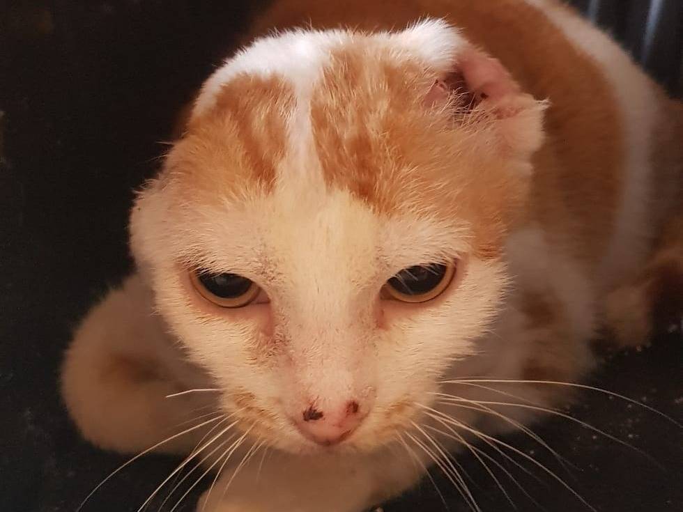 Adotta un gatto, femmina, 4 anni e 7 mesi, Milano