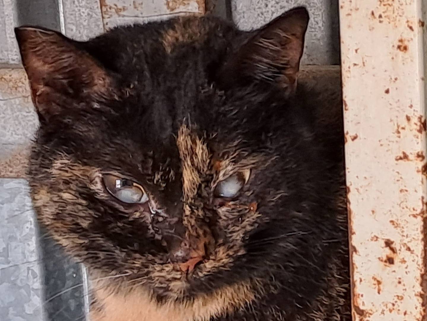 Adozione gatto, femmina, Razza sconosciuta Razza sconosciuta, 7 anni e 7 mesi, taglia non valida, Genova