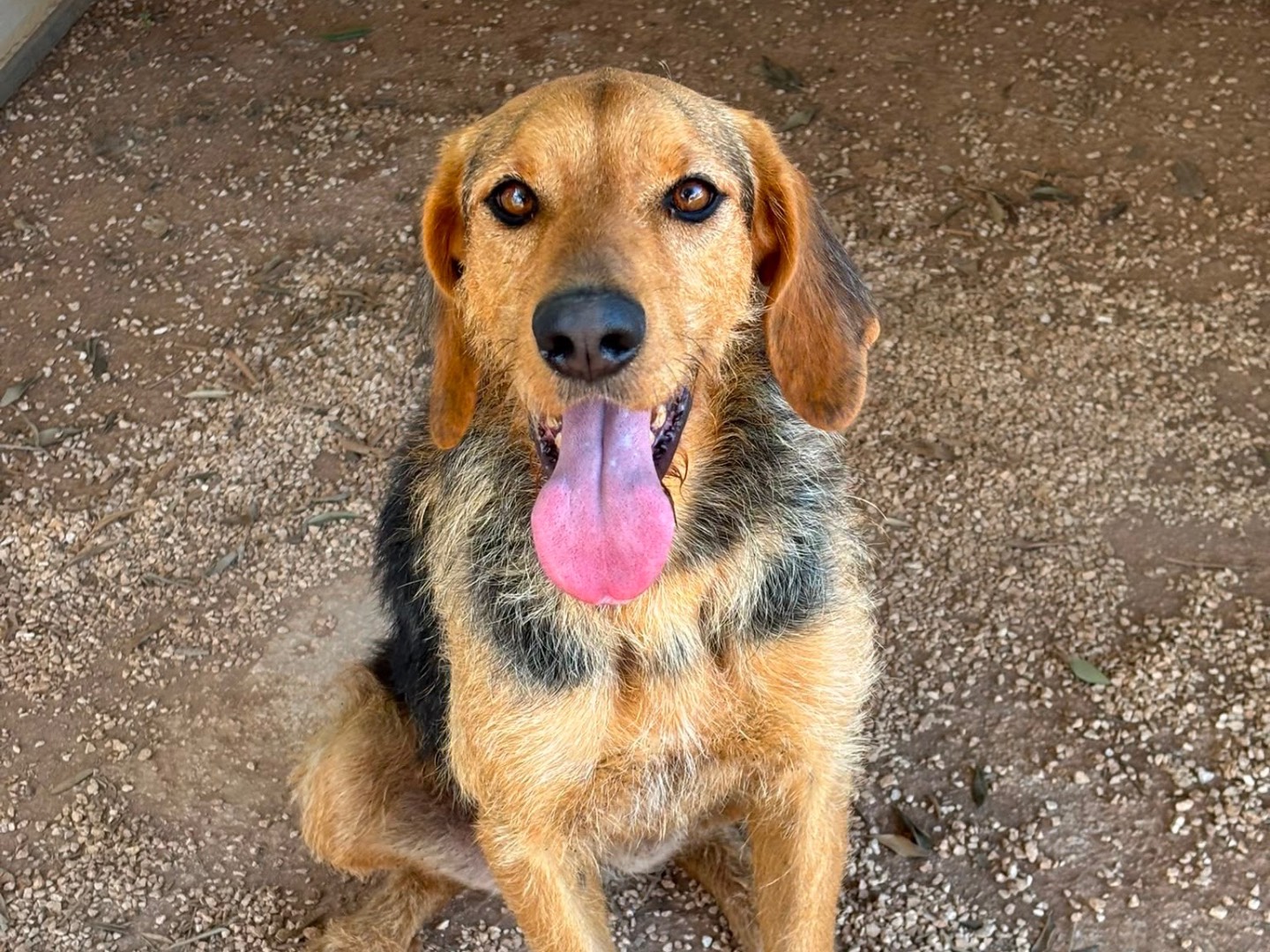 Adotta un cane, femmina, 2 anni e 3 mesi, Taranto