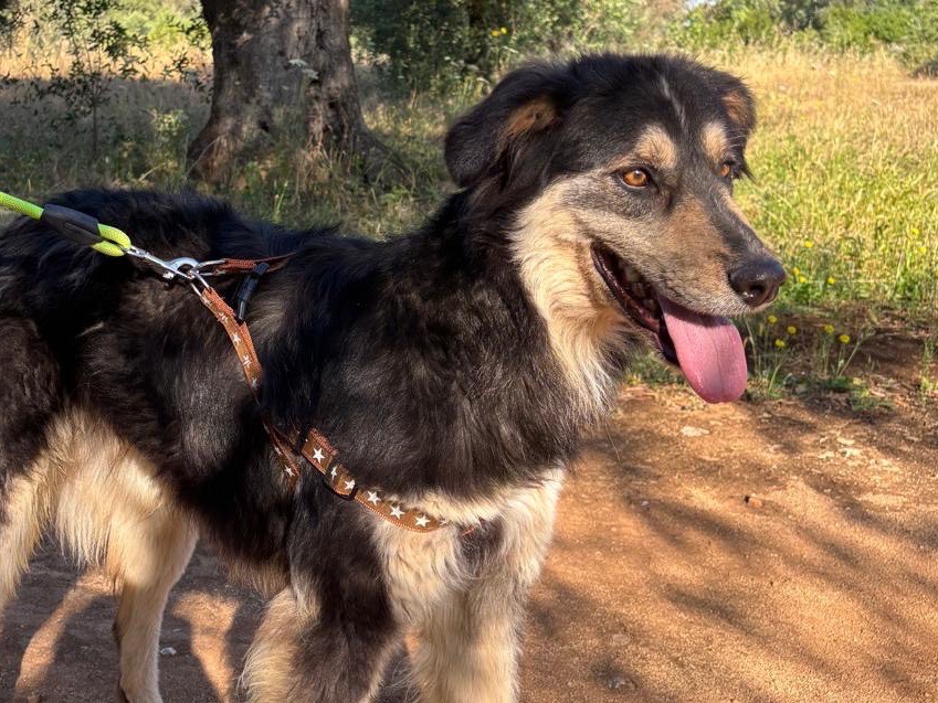 Adotta un cane, maschio, 3 anni e 2 mesi, Taranto