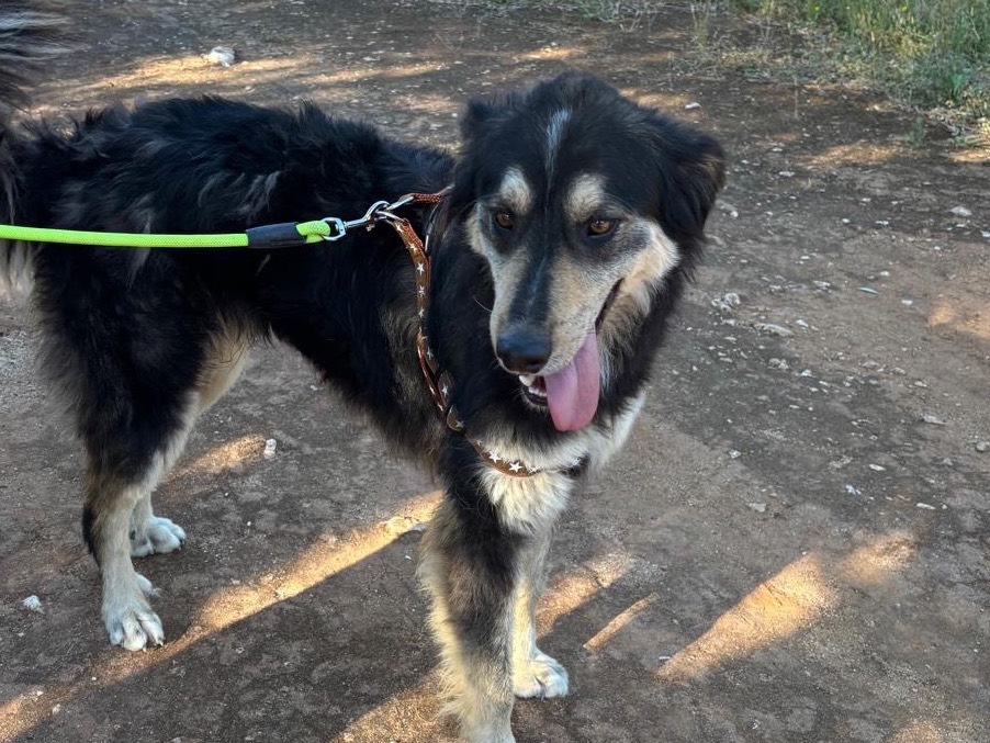 Adotta un cane, taglia media, maschio, Taranto